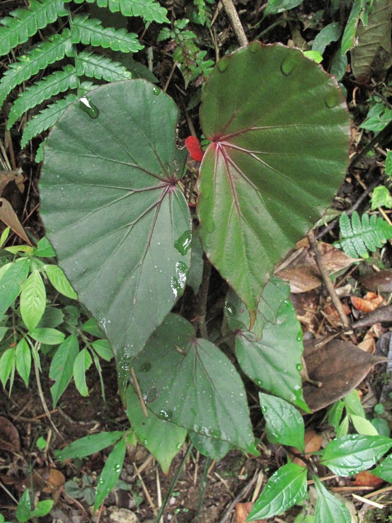 B. burbidgei